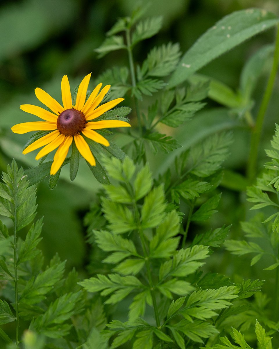 UToledo's tweet image. UToledo blooms
