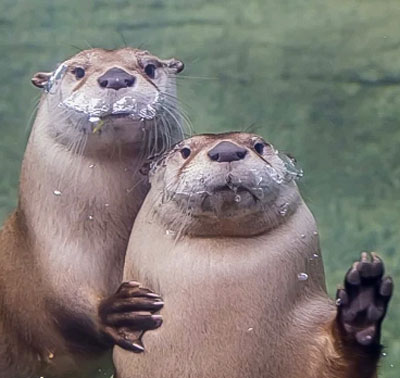 Steve went to go see his parents this weekend. They are very proud of him for trying his best.