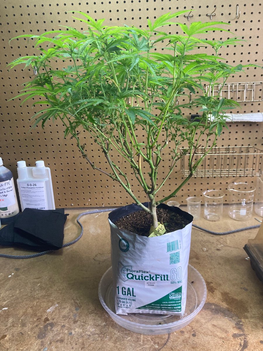 En_Senada69's tweet image. I keep bonsai trees as a hobby. This is a Sherb Cake mother.