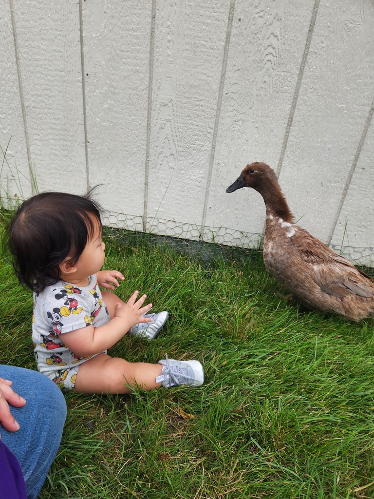 GoddardRL60073's tweet image. Our students enjoyed a fun petting zoo this week! 🐑🐓 Learning how to care for animals builds kindness and curiosity. #EarlyLearning #PettingZoo #WonderofLearning #SummerFun #TheGoddardSchool