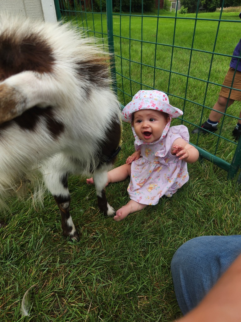 GoddardRL60073's tweet image. Our students enjoyed a fun petting zoo this week! 🐑🐓 Learning how to care for animals builds kindness and curiosity. #EarlyLearning #PettingZoo #WonderofLearning #SummerFun #TheGoddardSchool