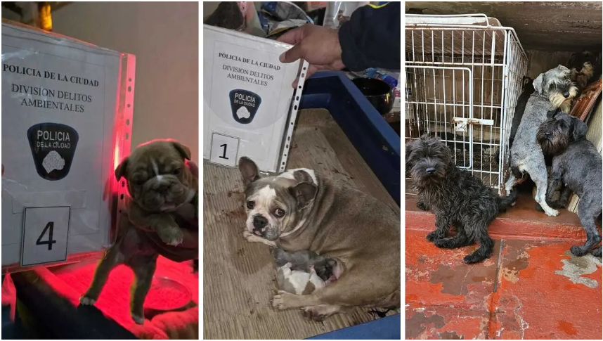 [NUEVO] En la Ciudad de Buenos Aires aumentan los allanamientos a criaderos ilegales de perros y gatos y las denuncias por maltrato animal. En lo que va de 2025, ya se clausuraron 8 criaderos. 🧵👇