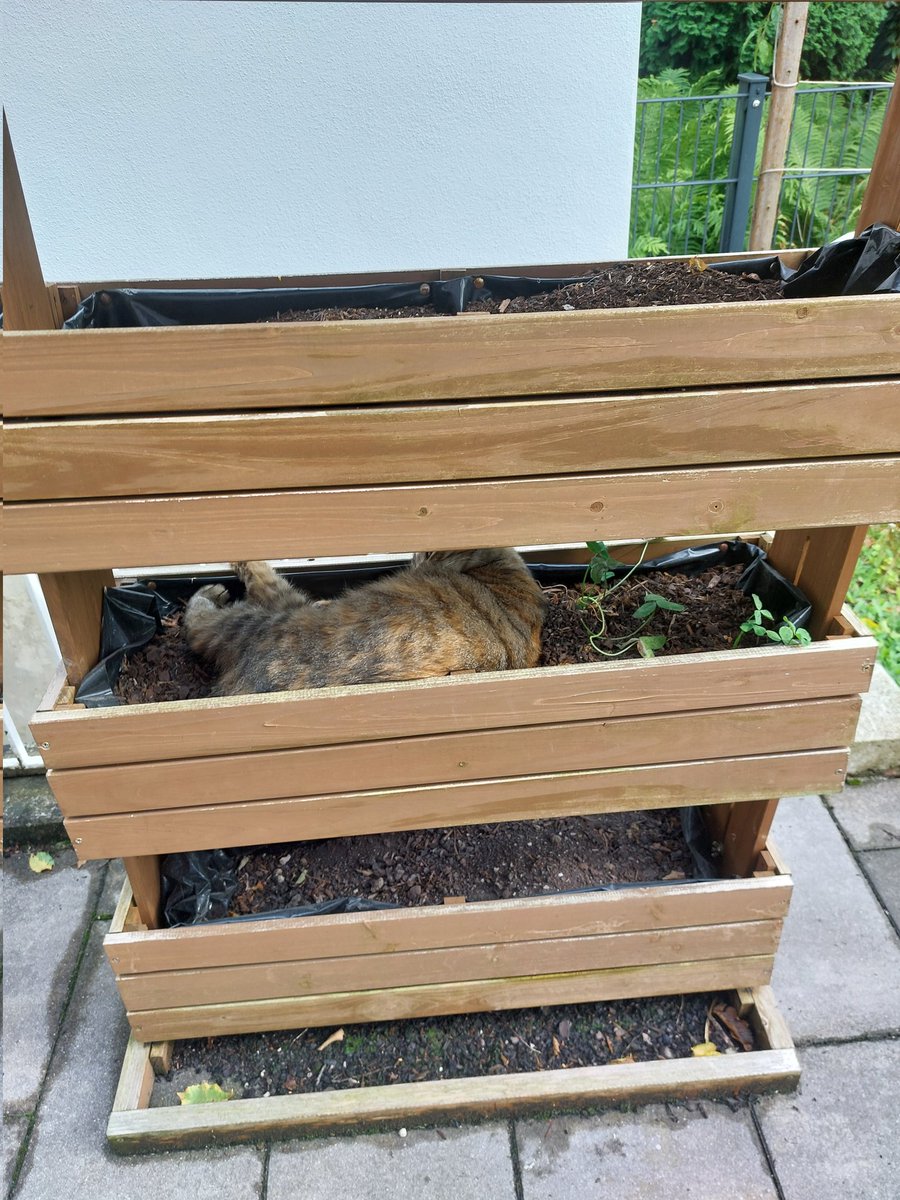 23 today 🤠
Getting closer to an age where I can be annoyed that my cat lies on my seeds/plants