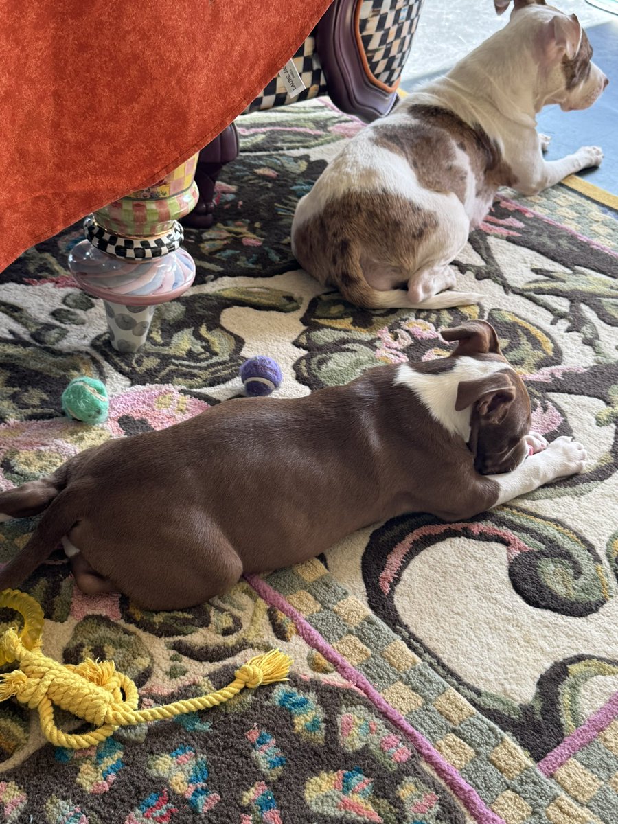 Pals!
We have some amazing news!!!
When mom rescued Suzie &amp; Bruce, her biggest hope was to keep them together. It’s not easy finding someone open to two!
We are so happy to announce they’ve been ‘dopted!!! 🥳💜
Together!!!
Thank you so much <a href="/cheryl_kis21863/">Cheryl Kogan Kish</a> for giving Suzie &amp;