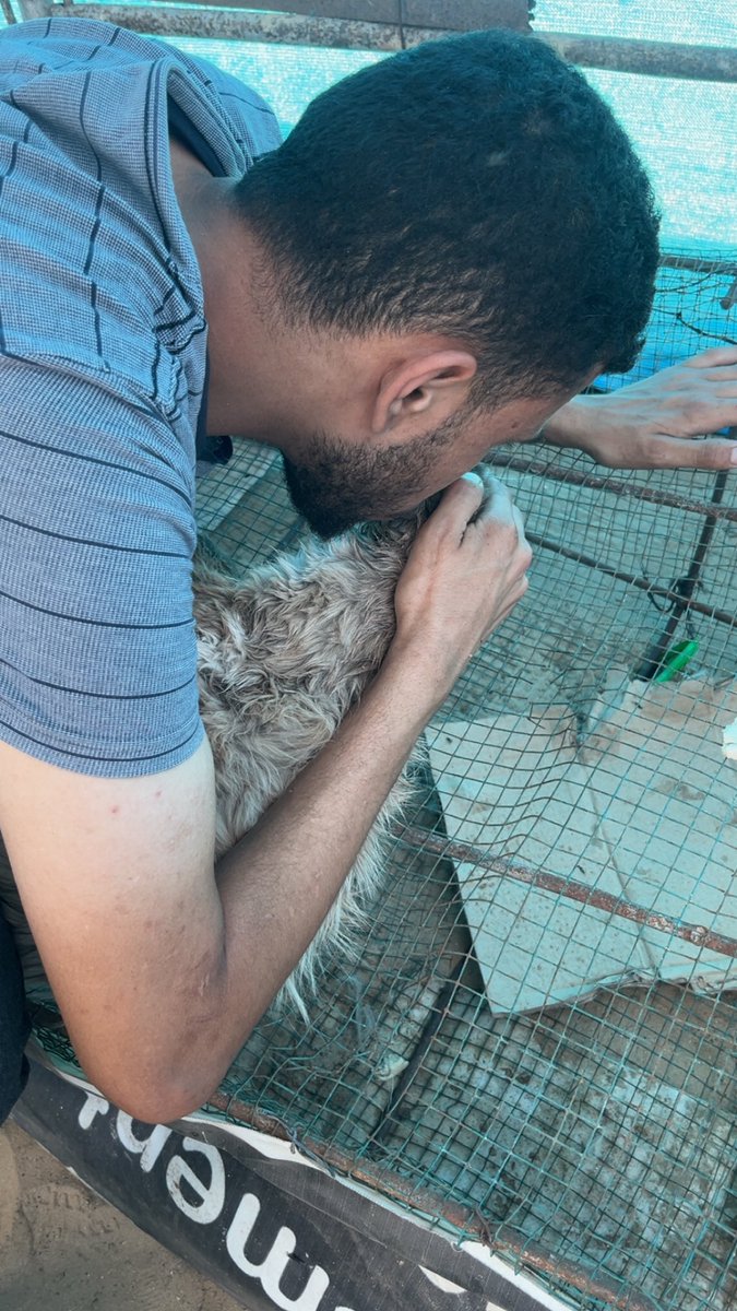 Mo7mmd30's tweet photo. I lost my cat Leo too.
He starved to death right in front of me.
I couldn’t feed his body,
and I couldn’t save his soul.
This war hasn’t spared anyone—
Not even the animals.
This isn’t a siege—
It’s a slow massacre, choking every living thing. https://t.co/cNoDWXmgGH