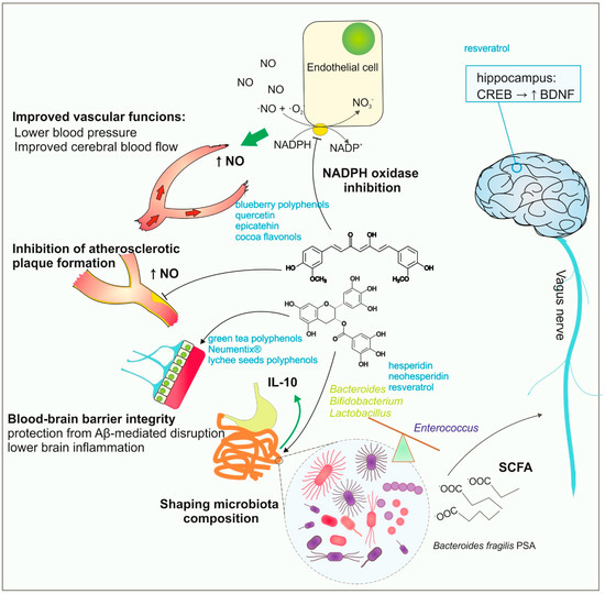 DrMijailTapia's tweet photo. Polifenoles como agentes protectores contra enfermedades neurodegenerativas🧠 
🔬 Mecanismos principales:
🔹Antioxidantes y antiinflamatorios
🔹Inhibidores reversibles de MAO (↑ dopamina, serotonina, noradrenalina)
🔹↑ BDNF vía activación CREB
🔹Modulación del eje intestino–microbiota–cerebro
🔹Mejora de la perfusión cerebral y la integridad de la BHE