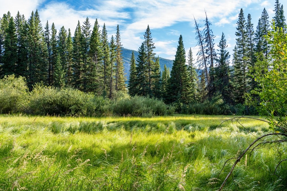 Canada's tweet image. Happy #ParksDay Canada! From rugged coastlines to serene forests to glacial expanses, Canada’s parks are where nature, adventure, and community come together. Celebrate by exploring the wild beauty that makes this country so special. What's your favourite Canadian park? 🏞️🌲🌊⬇️