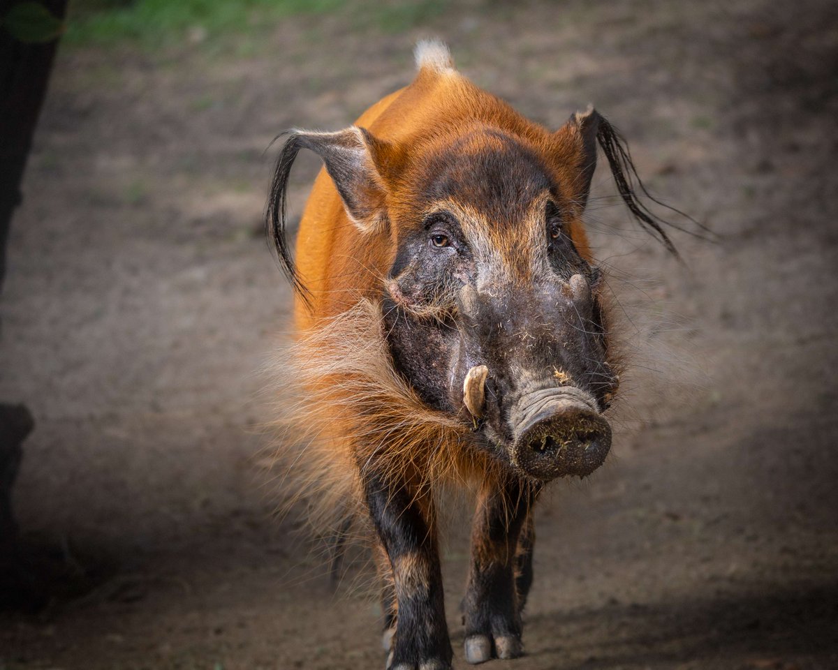 LAZoo's tweet image. Say hello to the red river hog! 🐷
Native to sub-Saharan Africa, these smart, snout-powered foragers follow chimps for fruit, wallow in mud to stay cool, & flare their manes to scare predators.
Get your tix at lazoo.org and find them in our Africa section!