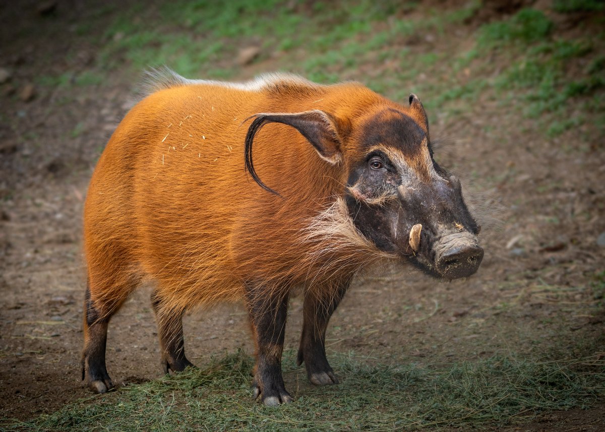LAZoo's tweet image. Say hello to the red river hog! 🐷
Native to sub-Saharan Africa, these smart, snout-powered foragers follow chimps for fruit, wallow in mud to stay cool, & flare their manes to scare predators.
Get your tix at lazoo.org and find them in our Africa section!