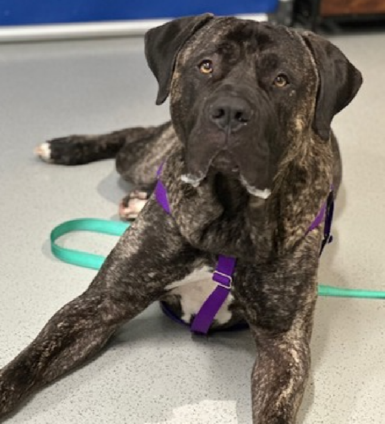 When you wake up to a howl from 1948.8 miles away 
It's Tank 
He has been emasculated by #NYCACC 
Now named Teacup😭

He would like you to know he is a BOY! 
Does not fit in a purse or wear bows😳

This charming #GentleGiant wants a snuggle partner on a big bed or couch
#AdoptMe