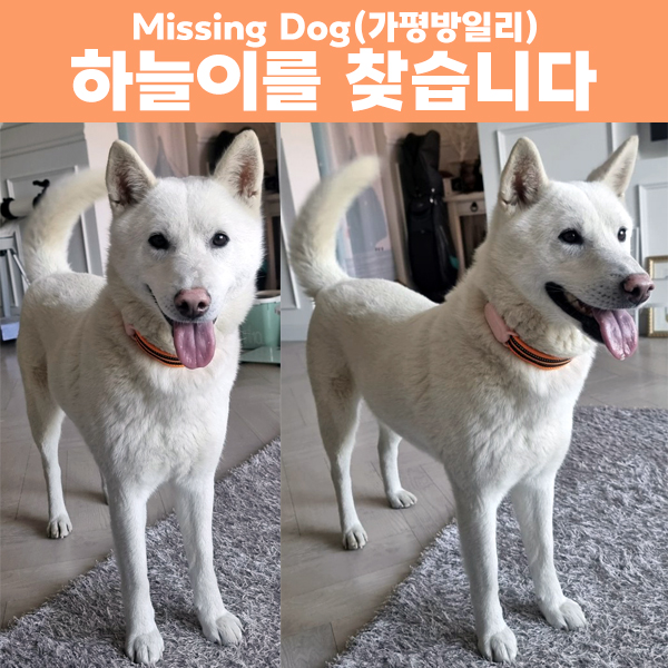 동물보호센터 tweet media