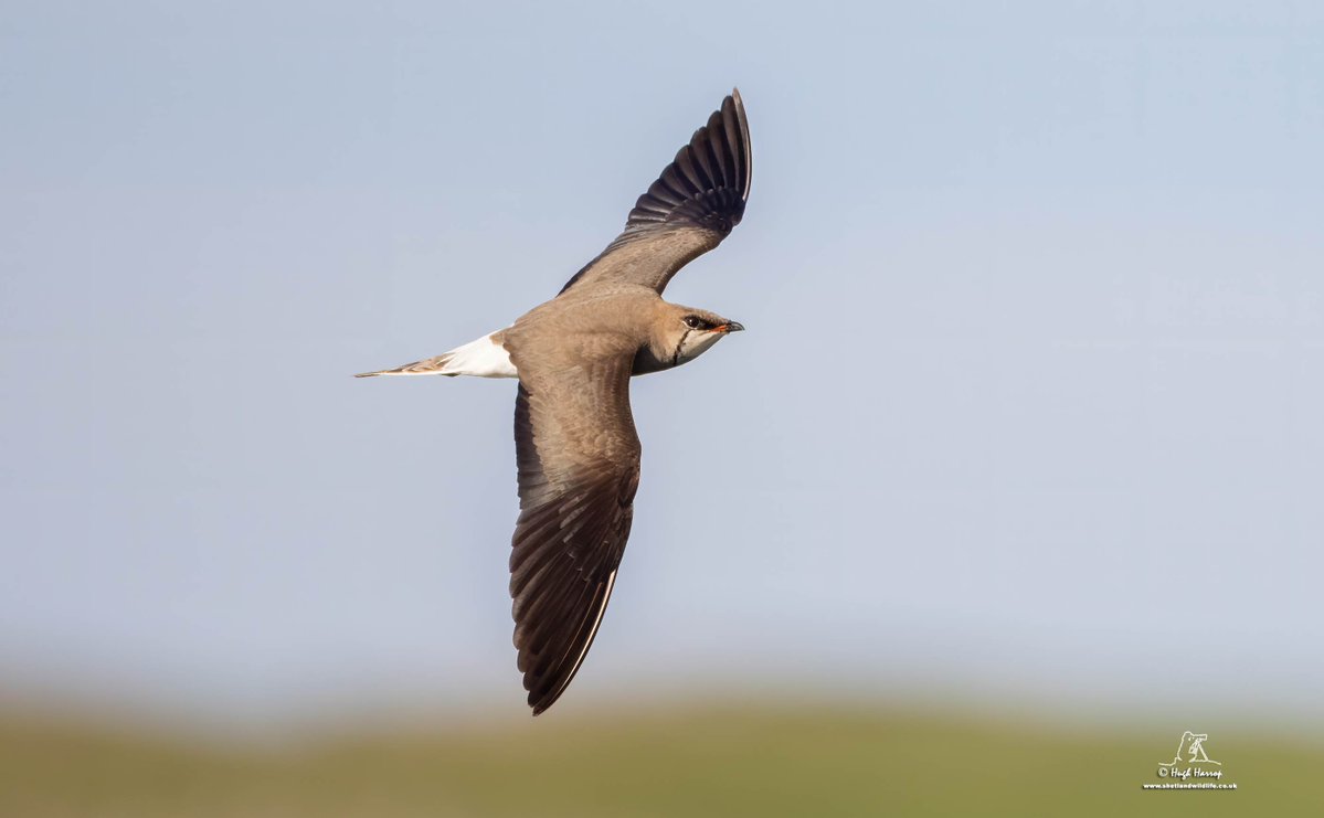HughHarrop's tweet image. Amazing views of the long-staying Black-winged Pratincole last week as it hawked for insects at Brow Marsh and over the home patch of Hillwell here in Shetland. A lovely bird to get on the house list 🙂