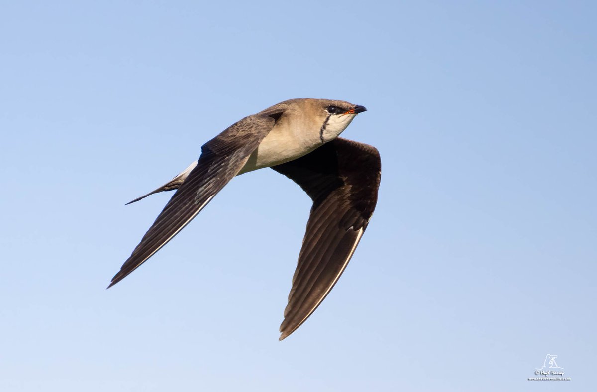 HughHarrop's tweet image. Amazing views of the long-staying Black-winged Pratincole last week as it hawked for insects at Brow Marsh and over the home patch of Hillwell here in Shetland. A lovely bird to get on the house list 🙂