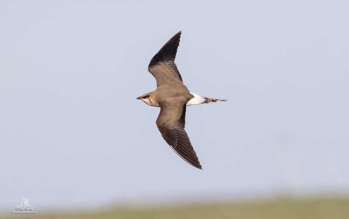 HughHarrop's tweet image. Amazing views of the long-staying Black-winged Pratincole last week as it hawked for insects at Brow Marsh and over the home patch of Hillwell here in Shetland. A lovely bird to get on the house list 🙂