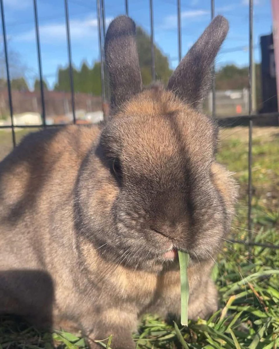 RabbitatsRescue's tweet image. Meet Adoptable Bun, Moka! Teeny 3 yo Netherland Dwarf with a lot of personality & "little bun" energy.
Likes: Willow branches, outdoor zoomies, picking fights with other buns
Dislikes: Too many pellets= upset stomach, small enclosures. Needs zoom room! ➡️rabbitats.org/adopt