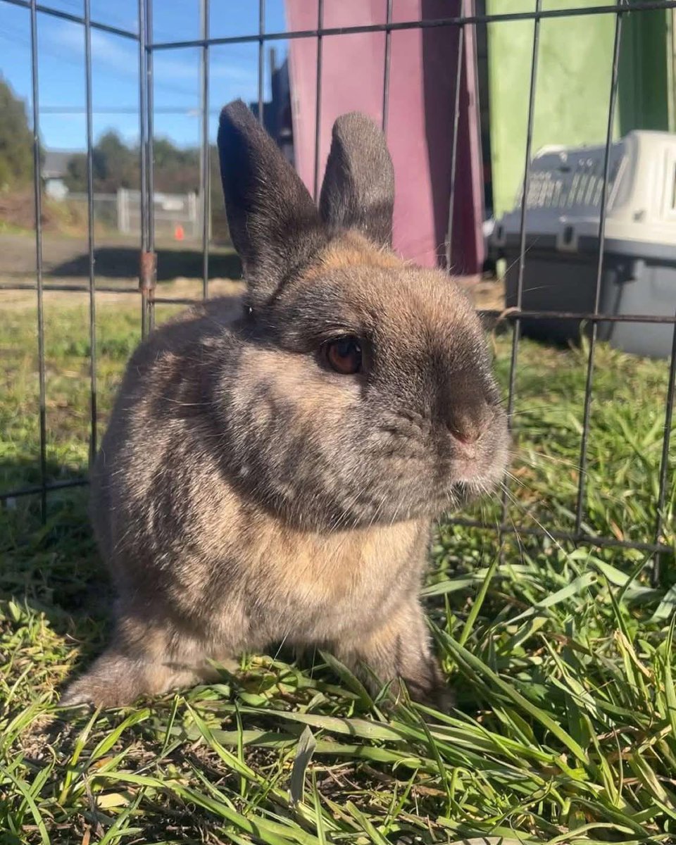 RabbitatsRescue's tweet image. Meet Adoptable Bun, Moka! Teeny 3 yo Netherland Dwarf with a lot of personality & "little bun" energy.
Likes: Willow branches, outdoor zoomies, picking fights with other buns
Dislikes: Too many pellets= upset stomach, small enclosures. Needs zoom room! ➡️rabbitats.org/adopt