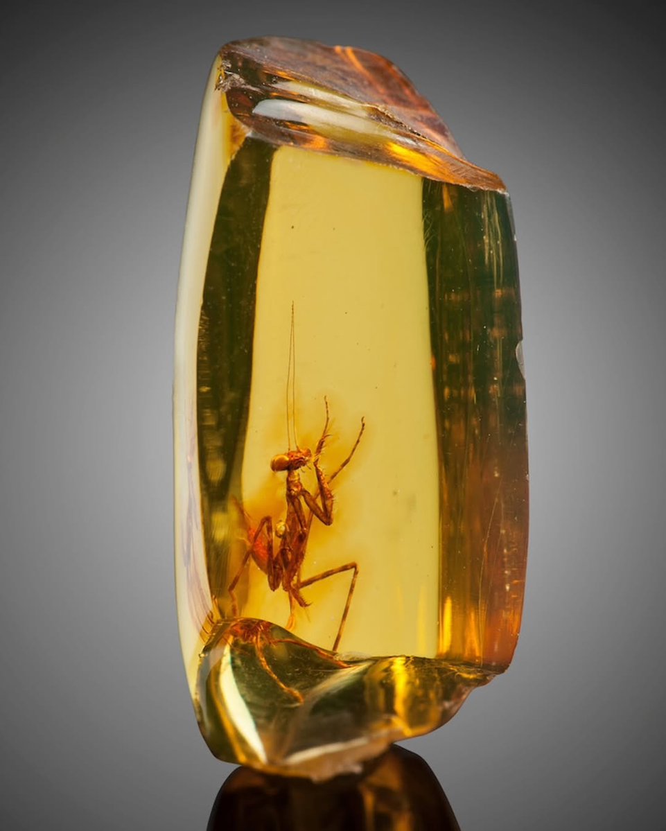 naturelifeok1's tweet image. Trapped for nearly 30 million years, this tiny praying mantis sits perfectly still inside a piece of clear amber from the Dominican Republic. You can see its legs, body, and even its eyes, as if it just paused mid-move.