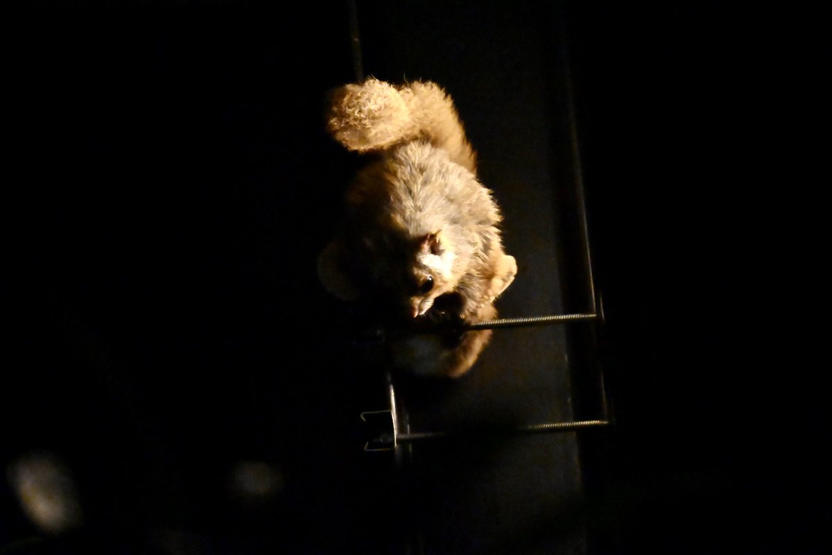 kitisukekiti's tweet image. 今年も始まりましたYoruzoo
皆さま残業お疲れ様です　
#到津の森公園 #シマウマ
#ムササビ #レッサーパンダ
