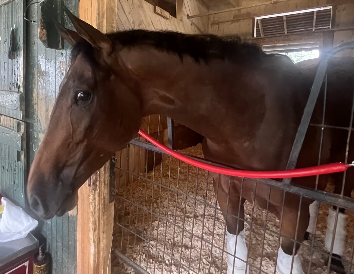 tjwilkin's tweet image. .@markecasse-trained La Cara, the 2-1 ML second choice in Saturday’s G1 CCA Oaks at Saratoga has been scratched due to a suspected case of strangles in another horse stabled in Barn 28 (trained by Mike Maker) and the barn is now under quarantine.