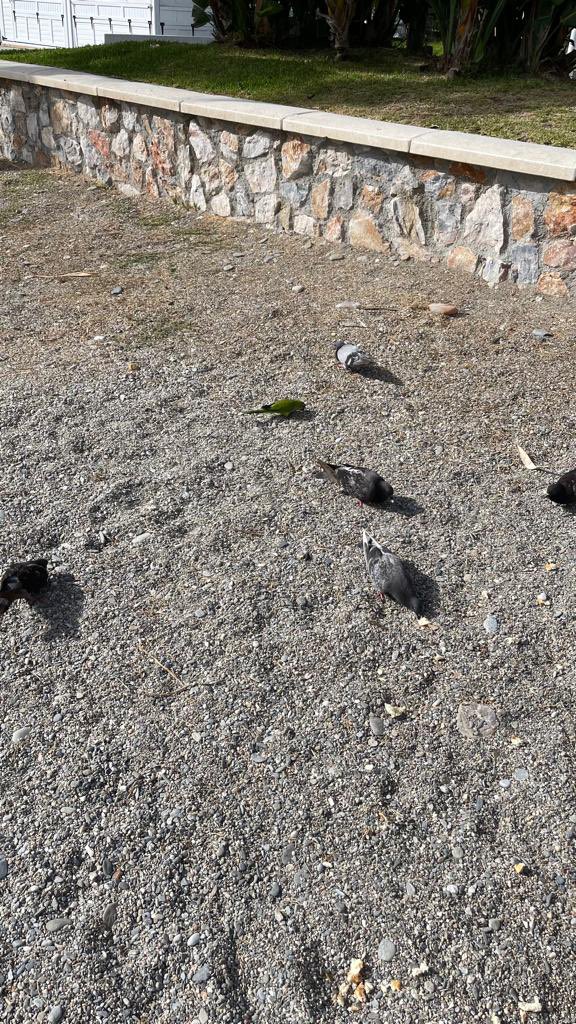 haqpr1963's tweet image. 21 years we have been together.
We have had our ups and downs, but she is my rock, the person who makes me whole, the love of my life and now she is my wife.
I guess now we really are that old married couple who feed the pigeons in the park/on the beach♥️