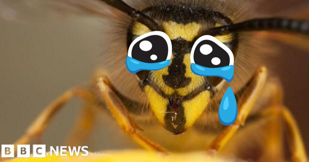 hellymoo's tweet image. He wants to know why you hate him. 
#wasps