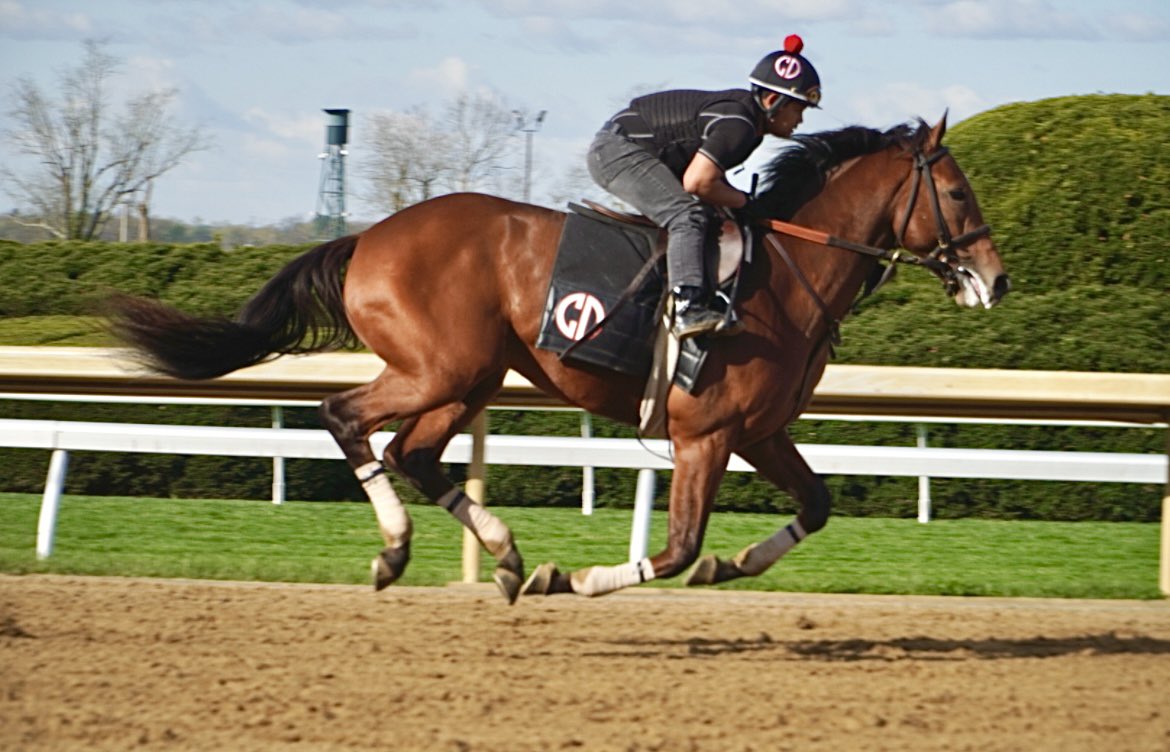 BelladonnaRaci1's tweet image. ROGUISHNESS (2yo Into Mischief-Daisy) makes his debut today in the 3rd @EllisParkRacing (1:48 ET, #6 of 11 entered, 6/1 ML). @decky_cann has the call for this 6.5F $100K maiden on the main track.