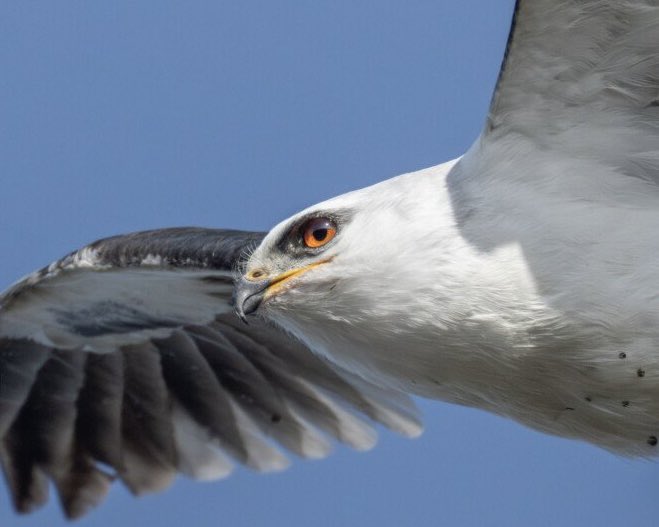 evornithology's tweet image. Some days you’re the kite, some days you’re the vole
📷 Sha Lu