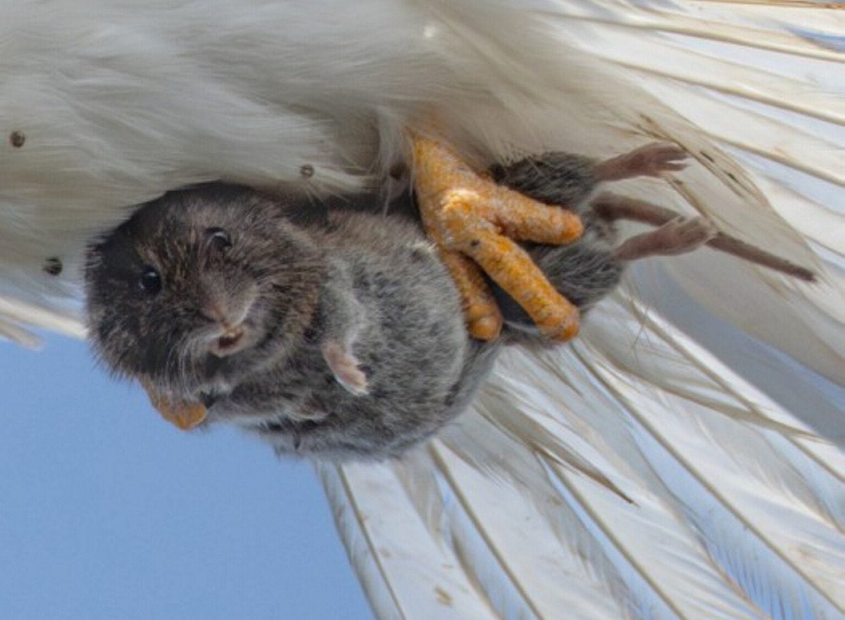 evornithology's tweet image. Some days you’re the kite, some days you’re the vole
📷 Sha Lu