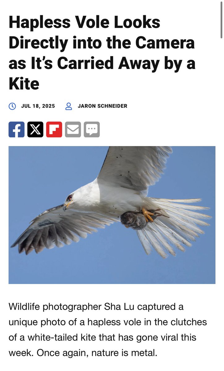 evornithology's tweet image. Some days you’re the kite, some days you’re the vole
📷 Sha Lu