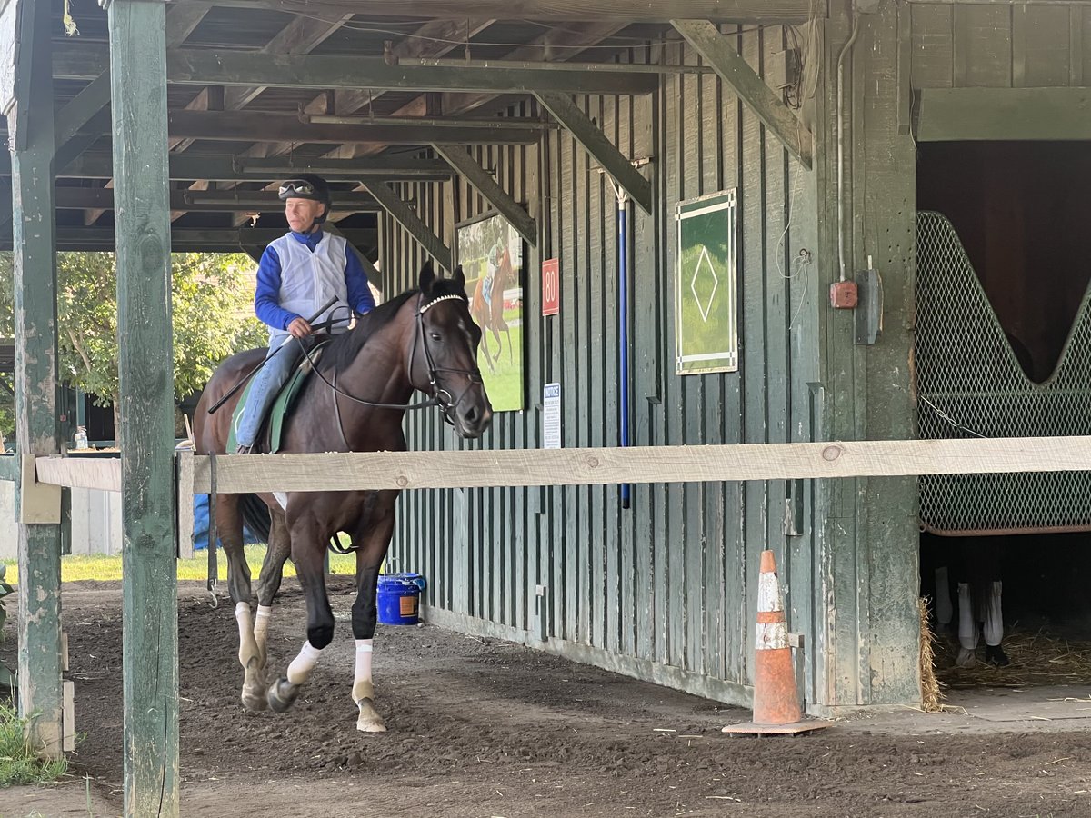 tjwilkin's tweet image. .@KentuckyDerby and @BelmontStakes winner Sovereignty at Saratoga Saturday morning.