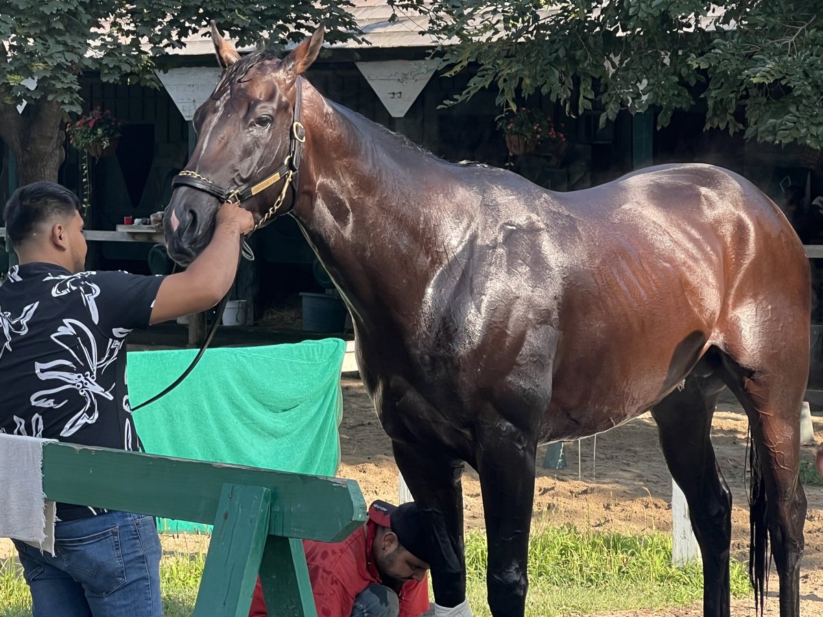tjwilkin's tweet image. .@KentuckyDerby and @BelmontStakes winner Sovereignty at Saratoga Saturday morning.