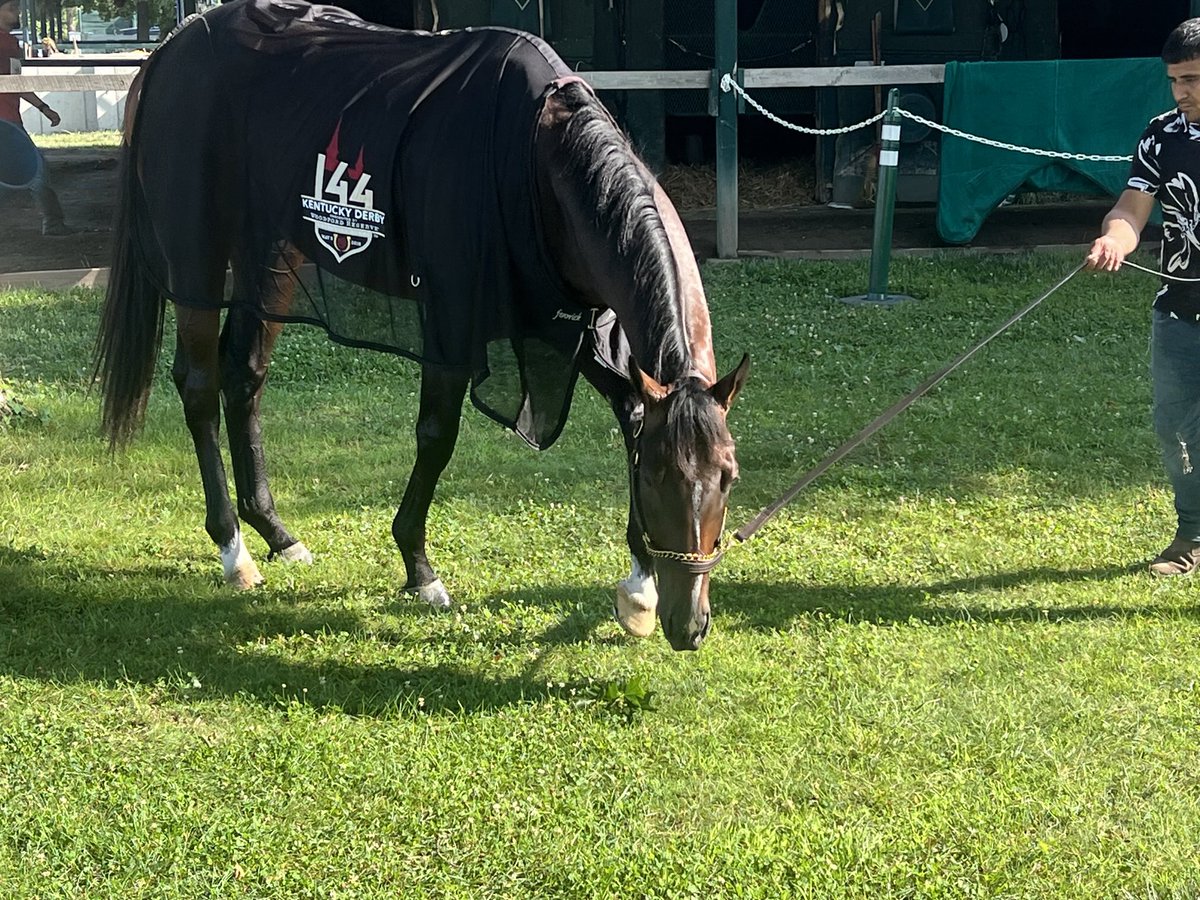 tjwilkin's tweet image. .@KentuckyDerby and @BelmontStakes winner Sovereignty at Saratoga Saturday morning.