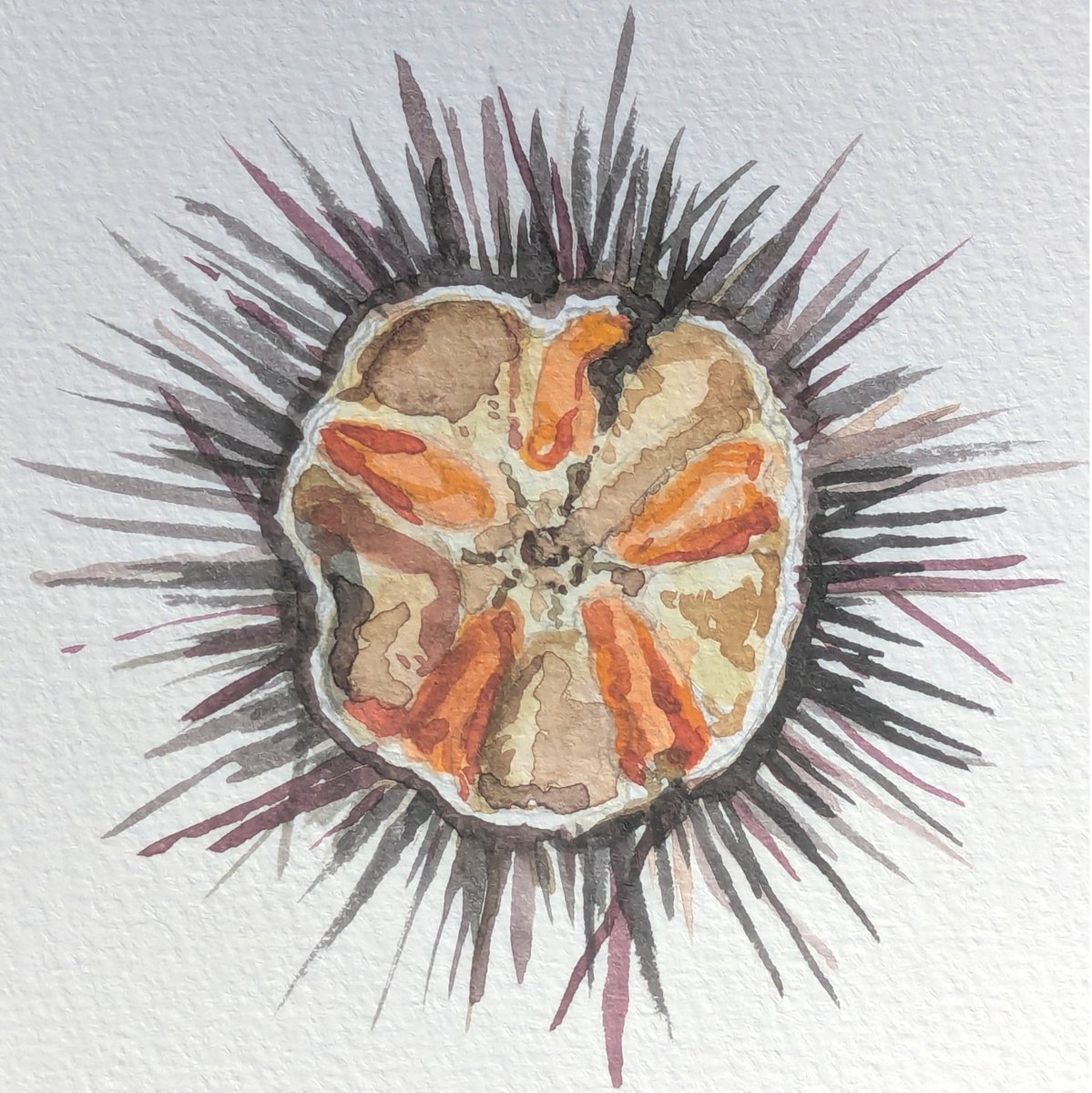 Fischknochen's tweet image. Sea Urchin! :^)