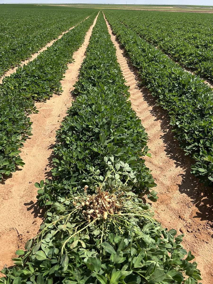 IPG 517, our newest #highOleic #Runner, is off to a great start this season in Texas. It has shown strong commercial yields under #organic and conventional growing conditions in the SW. #growingthegood #peanut