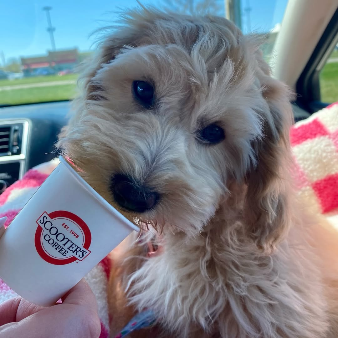 scooterscoffee's tweet image. ⚠️ warning ⚠️ 
cuteness overload 🐶