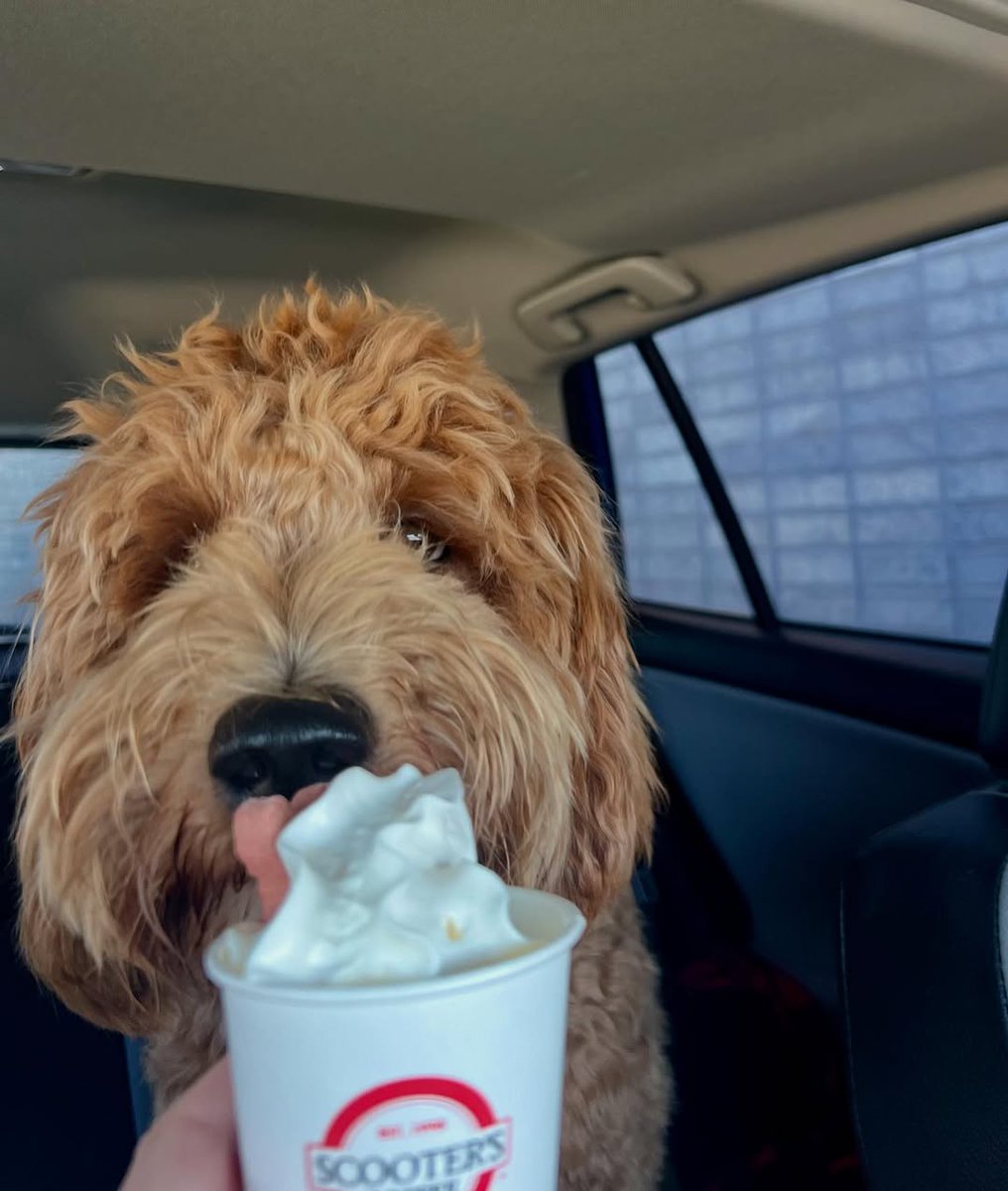 scooterscoffee's tweet image. ⚠️ warning ⚠️ 
cuteness overload 🐶