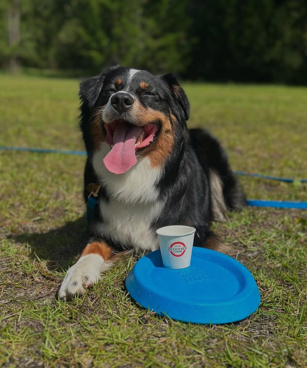 scooterscoffee's tweet image. ⚠️ warning ⚠️ 
cuteness overload 🐶