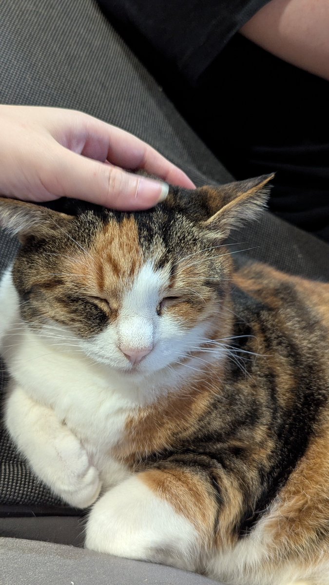 かわかわねこ