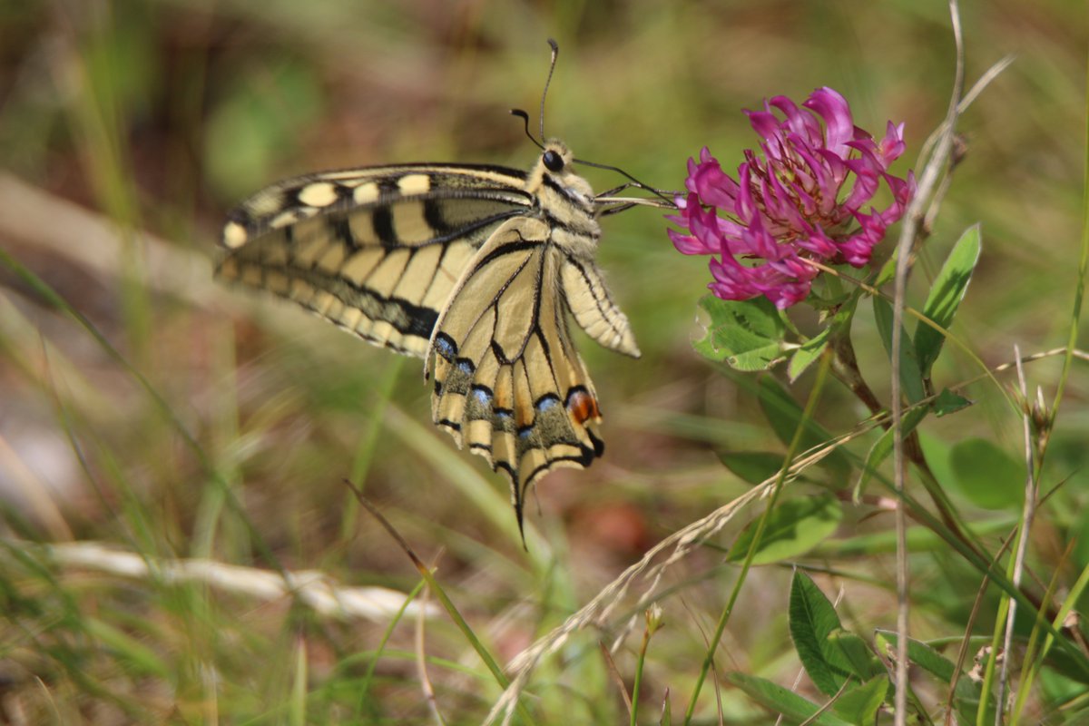 joannalazarow's tweet photo. Paź królowej (Papilio machaon)
#motyle #Butterfly #NaturePhotography https://t.co/kFKvlyDcxH