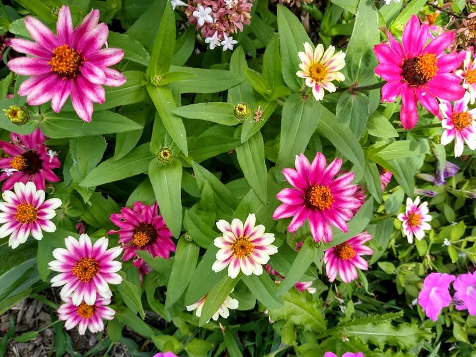 PeaceLovinRobot's tweet image. By: PLR
Good Morning X
Up early late posting 
✌️Be Peaceful Humans 🤖