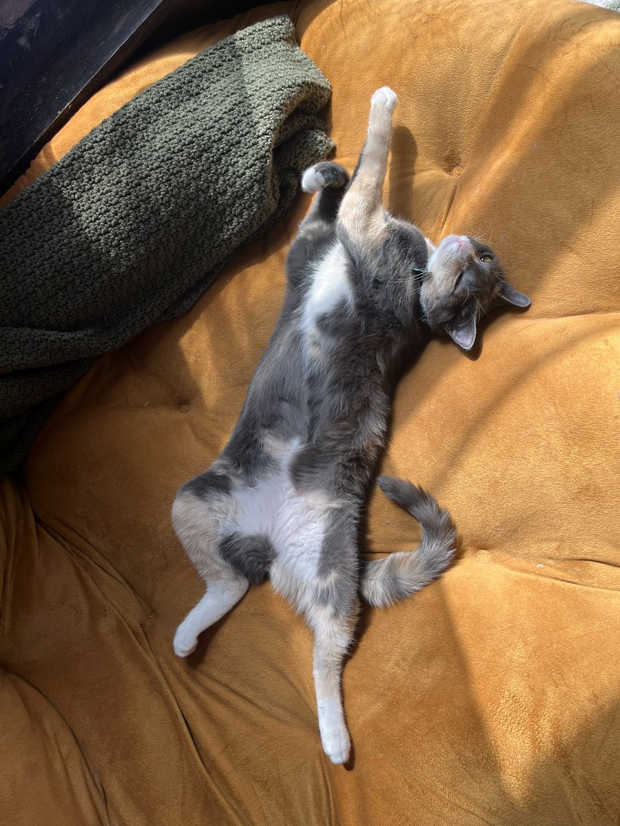 garfbot2000's tweet image. is that comfortable girl