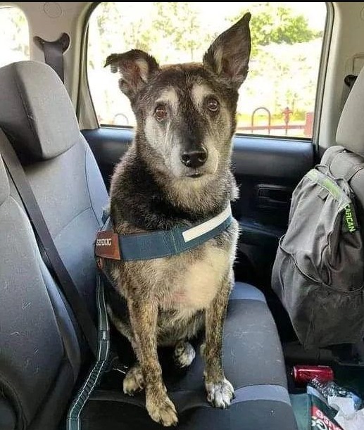DogLovers03's tweet image. I just got adopted 😍 We are on our way to my new home with my new family ❤Are you happy for me?
