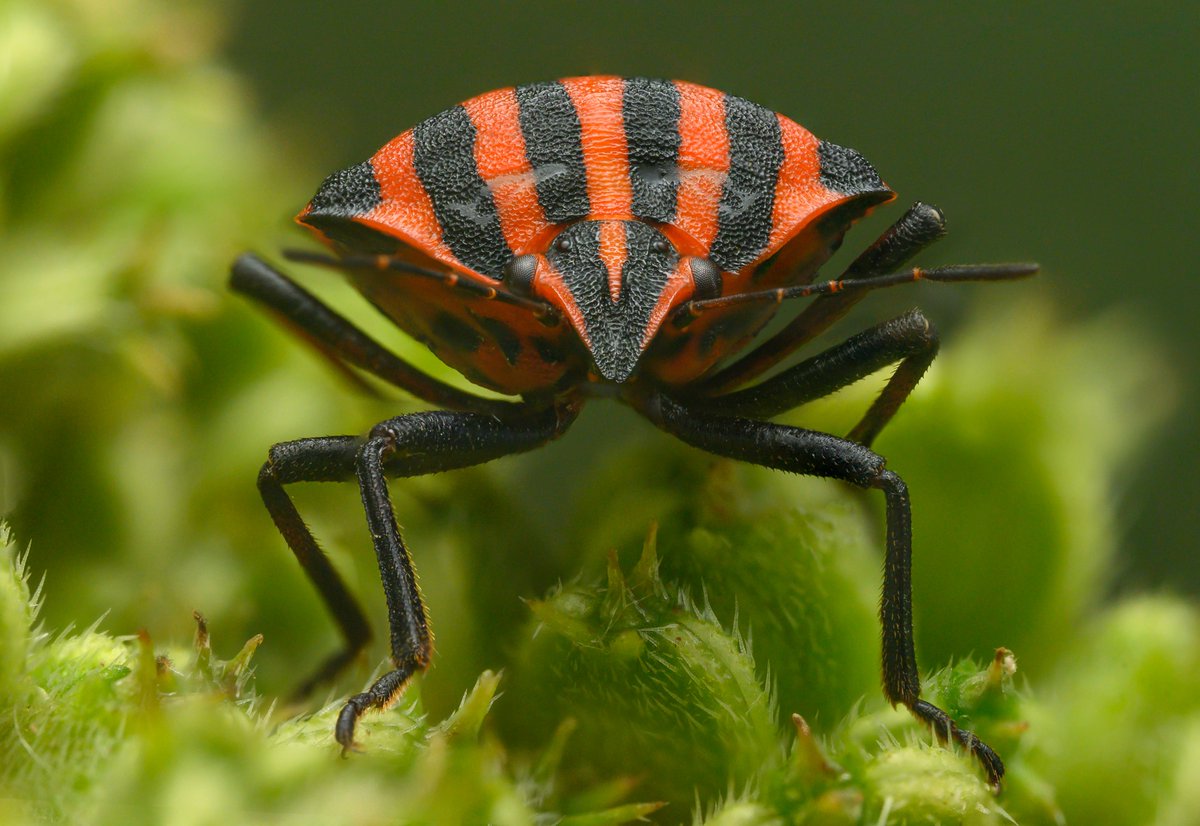 TimothyJonas's tweet image. Striped Shieldbug (Graphosoma italicum, I think). A shieldbug I've never seen before but have been wanting to find. They were abundant in a patch I explored near Burgos with lots of mating pairs too.