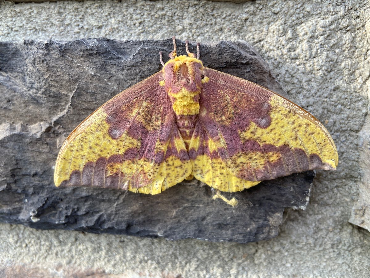 ohiodnr's tweet image. What a cool find at the Delaware Shooting Range. The Imperial Moth is a cool one. It escapes attention of predators by looking like a fallen leaf. Learn more about them with @OhioDivWildlife Moths of Ohio field guide: dam.assets.ohio.gov/image/upload/o…
📷 Teresa Miller , ODNR staff