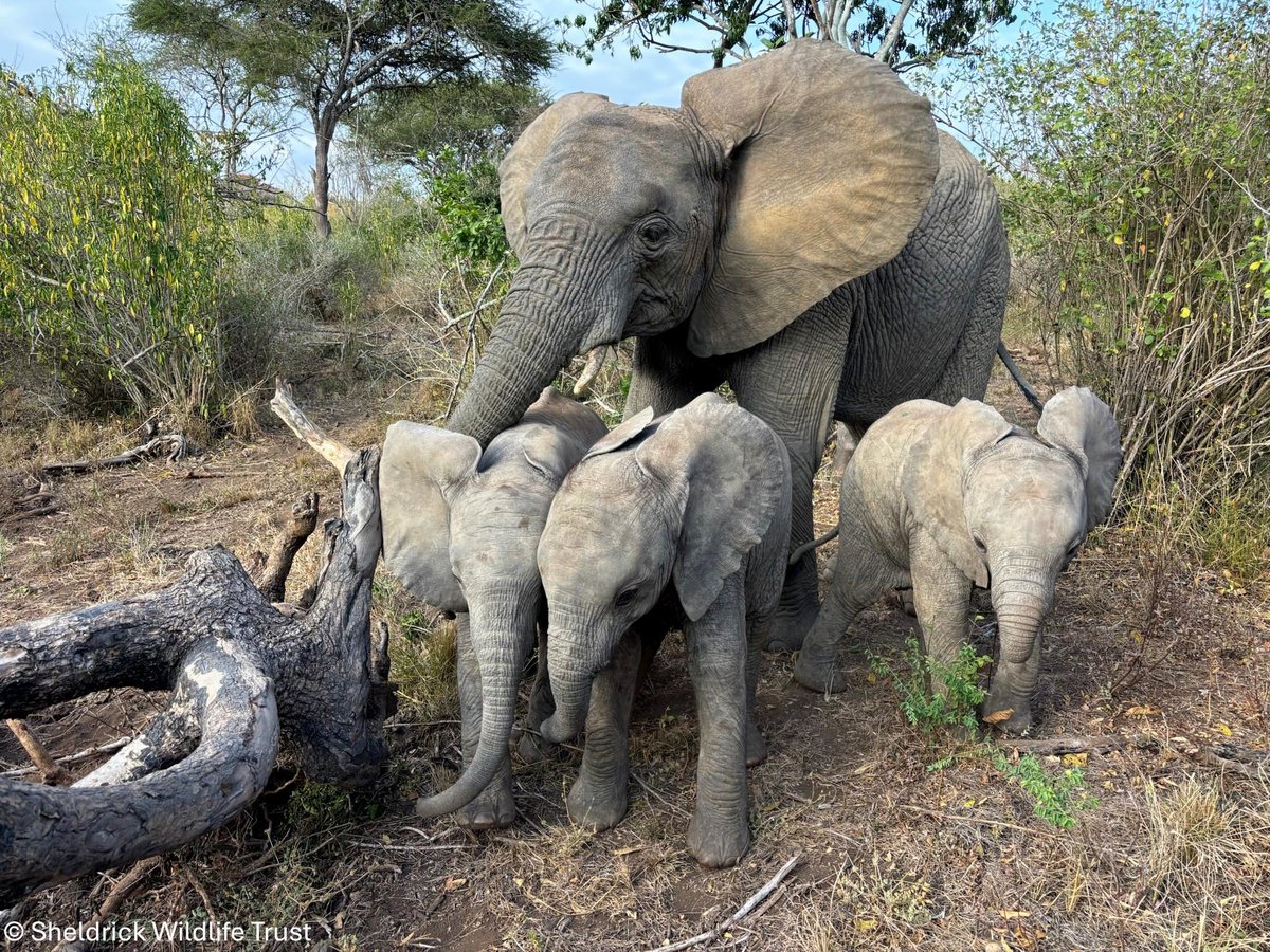 SheldrickTrust's tweet image. For Enkesha, life doesn't get any better than this! She's managed to bag Lenny, Sulwe, and Zigi, — the three babies of our Umani Springs herd — all to herself.
Enkesha vies for nanny duties with other females in the herd, most notably Kiasa, but at the end of the day, it's…