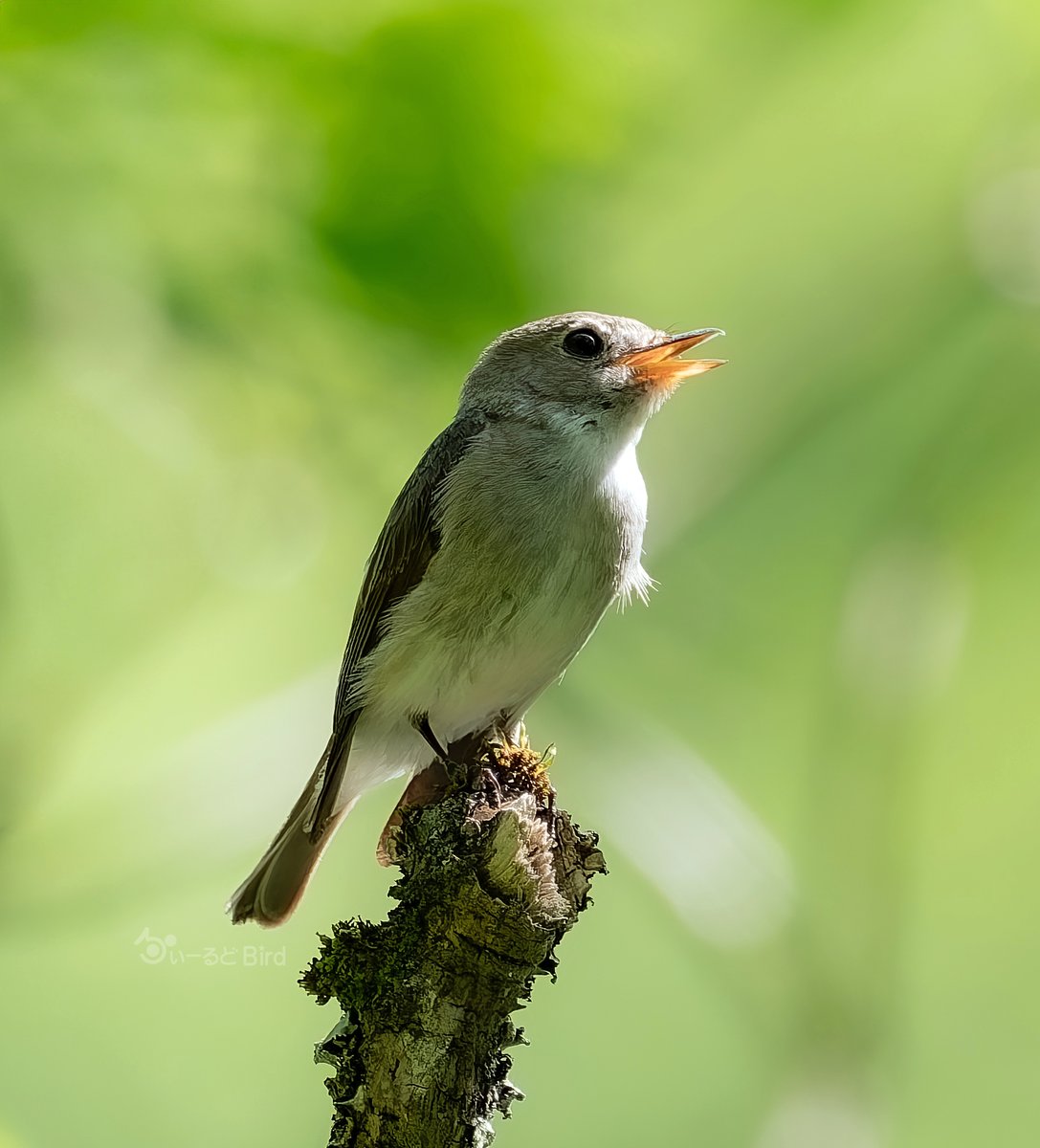 bird11596087's tweet image. おはようございます(^⍢^)
お日様に誘われて起きたけど
もう一回寝たい日曜日
#コサメビタキ #とりかわいいね
#これソニーで撮りました