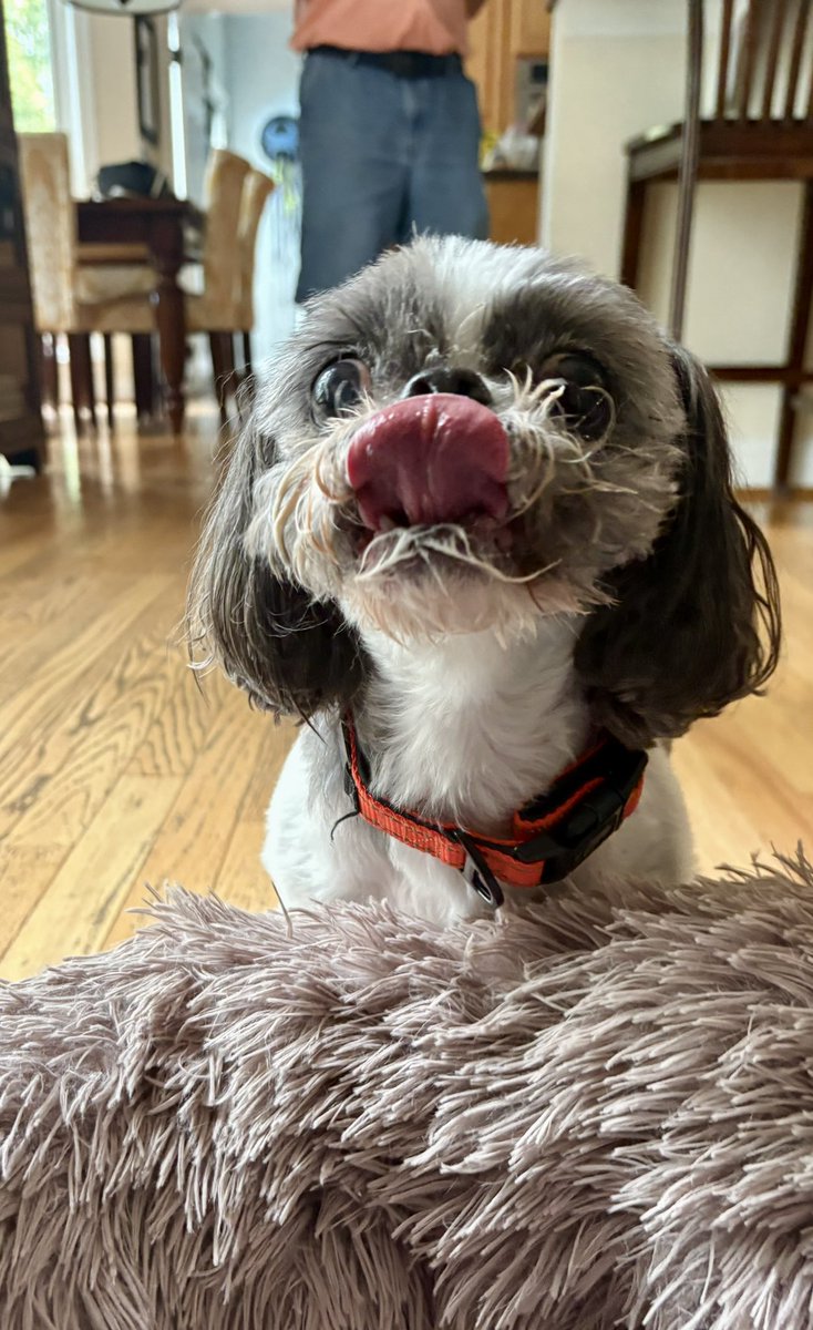 pickingcrabs's tweet image. Doggie ice cream time. 😂