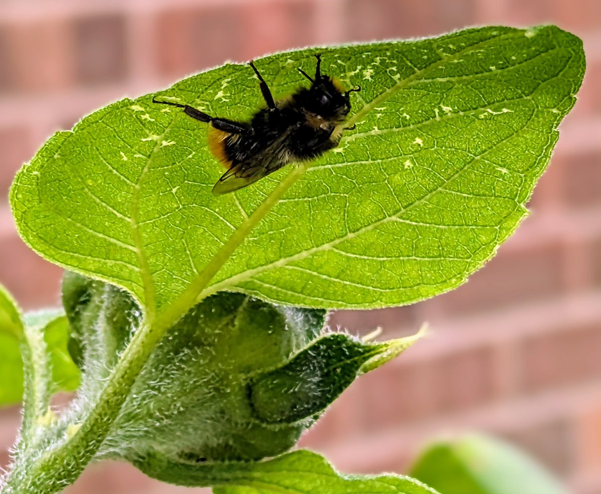 adventurous_moomin tweet media