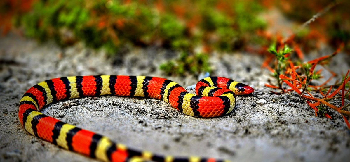 SouthApe's tweet image. The jewel of the Sandhills.
Quite happy to have finally found my lifer Scarlet Kingsnake (Lampropeltis elapsoides) because as some of y'all know not only has this been near the top of my list for the better part of 10 years but I have put in so many hours for them.