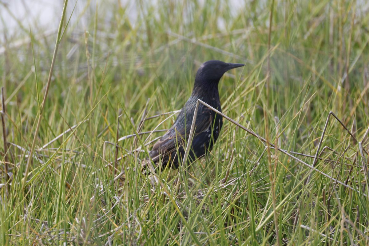 stephenmaxted's tweet photo. #birdidentification what is this bird? https://t.co/sHGm9hkLIm